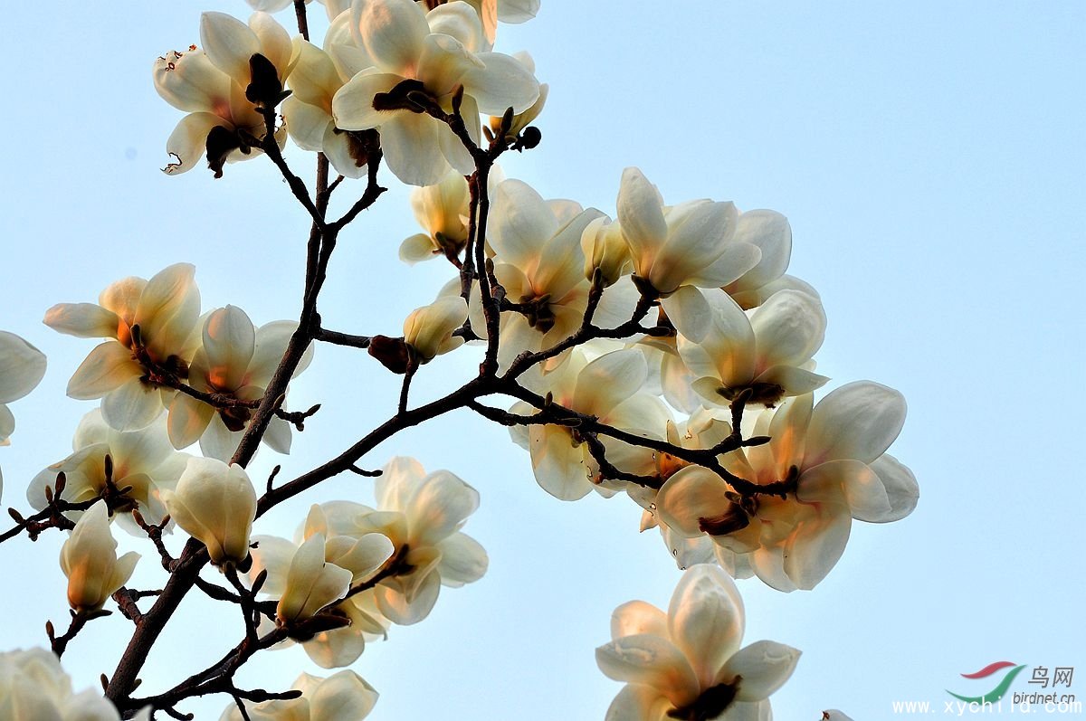 红花木莲（上海气温持续回升植物都“乱了花期”提早开放）